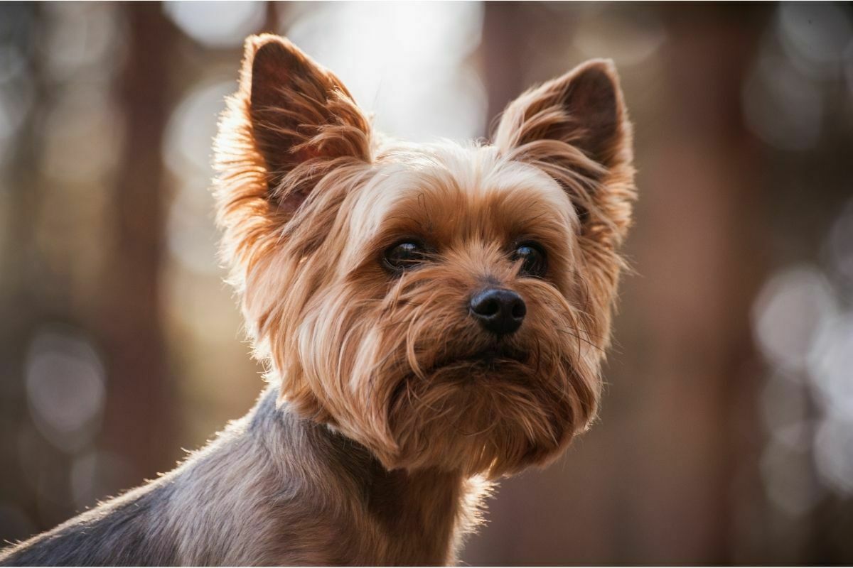 Yorkshire terrier photoshoot