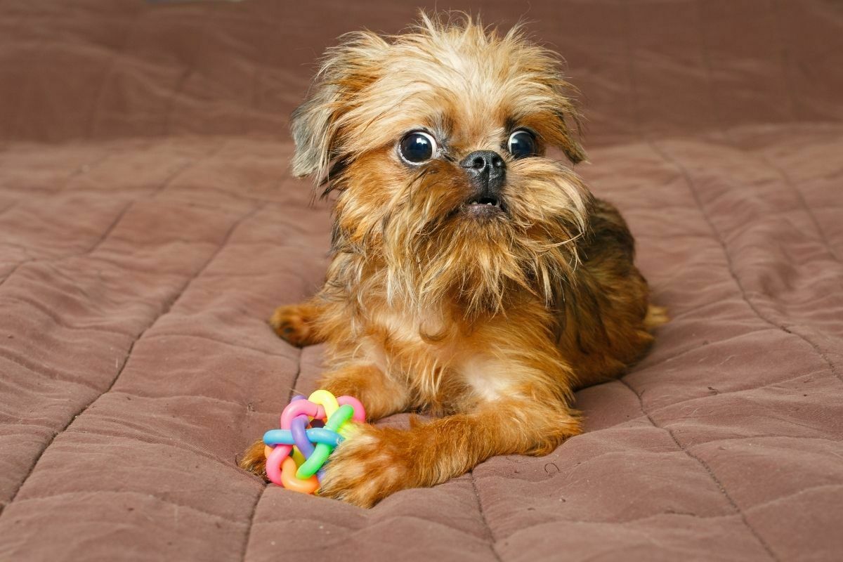 Brussels griffon puppy and ball