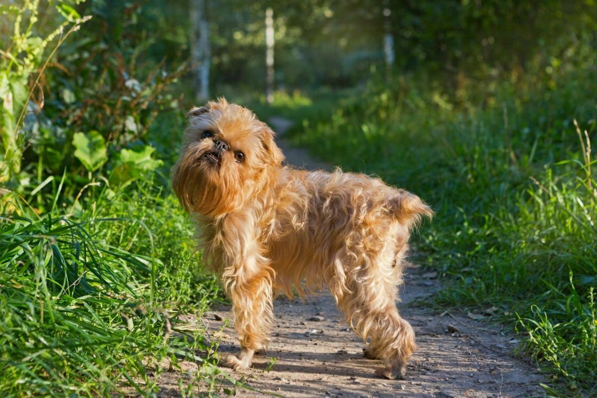 Dog breed brussels griffon walks