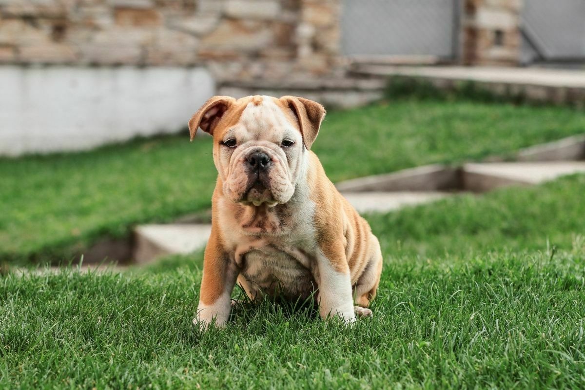 Bulldog puppy