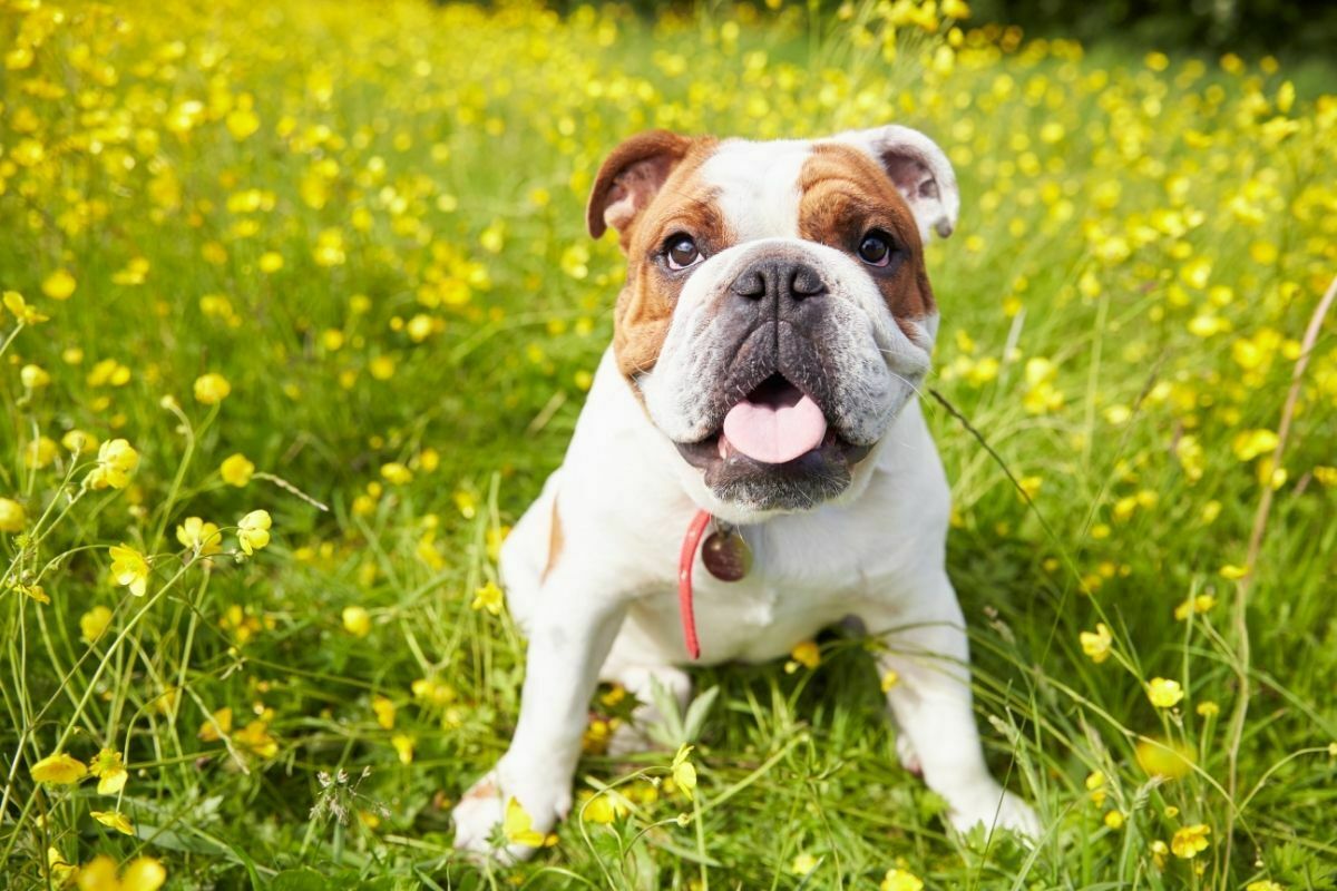 How Often Should You Bathe A Bulldog?
