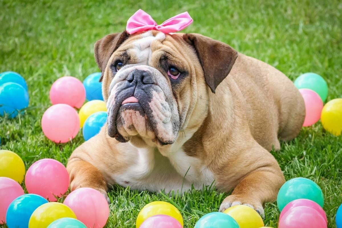 Cute bulldog wearing pink ribbon