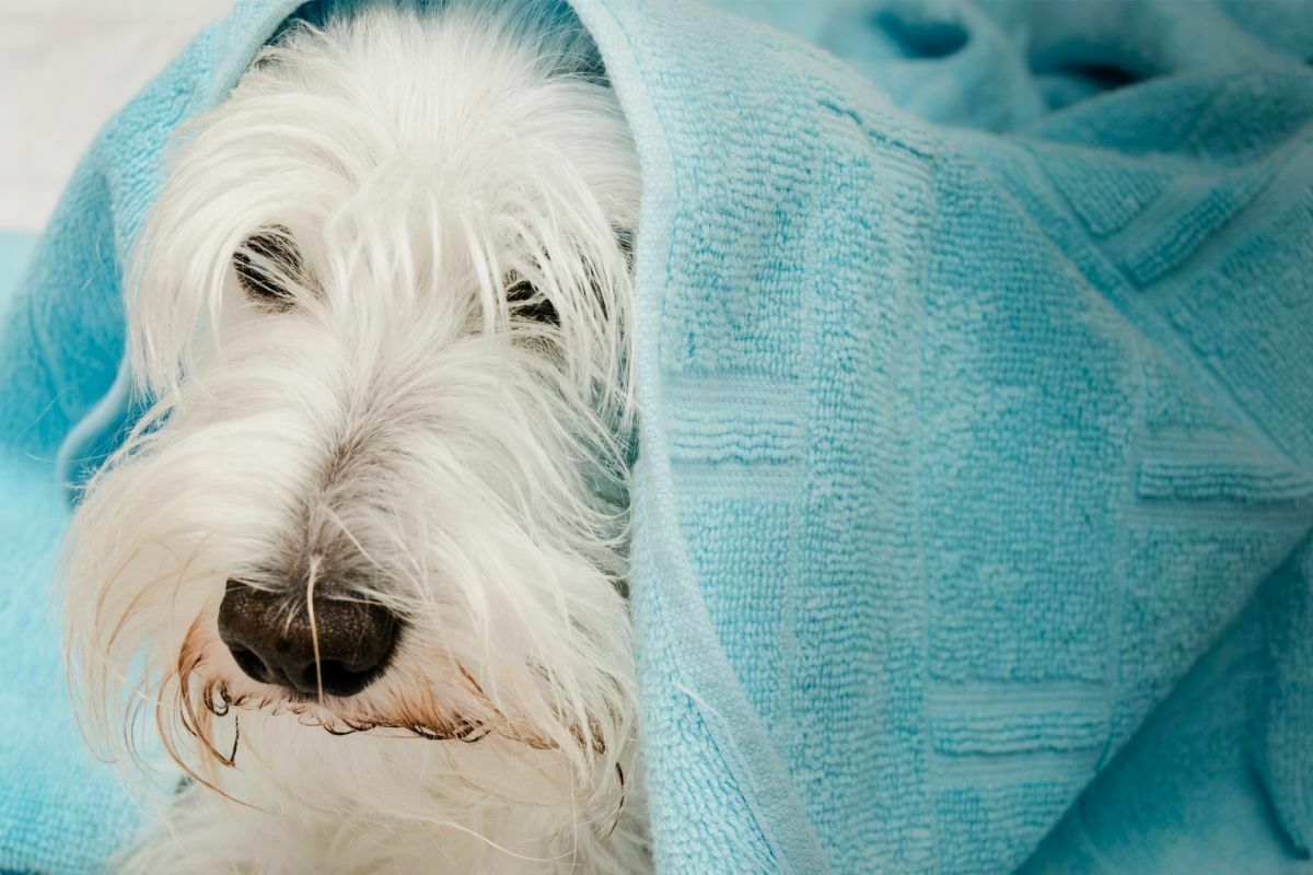 Miniature schnauzer with towel