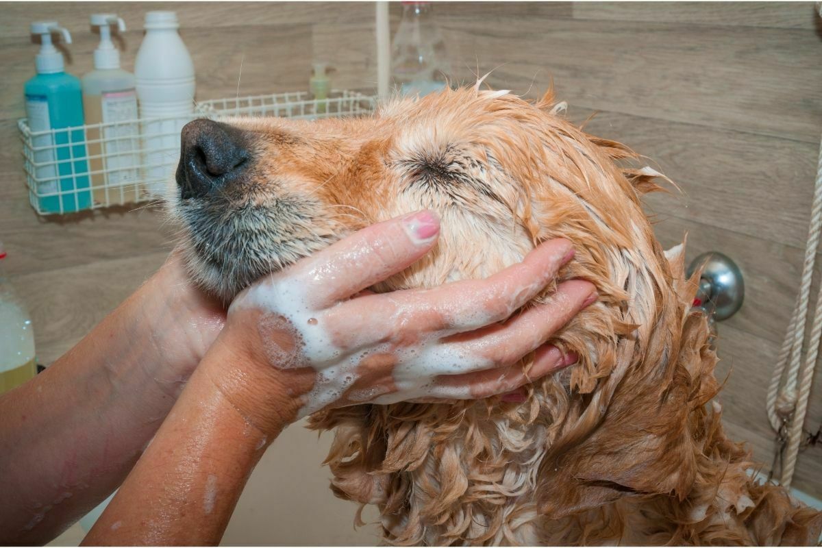 Golden retriever getting a bath