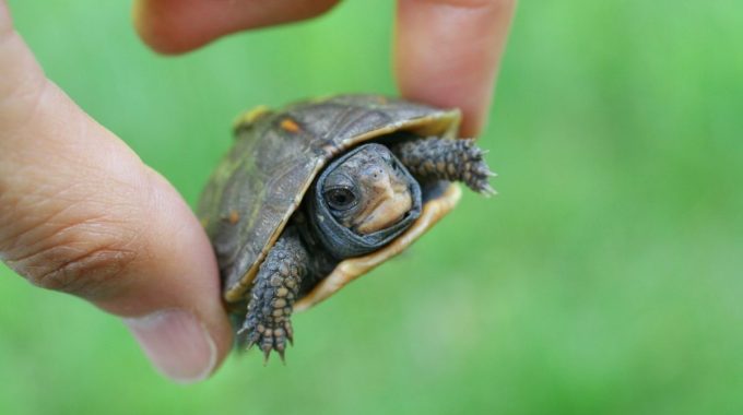Hand holding baby box turtle