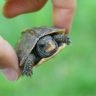 Hand holding baby box turtle