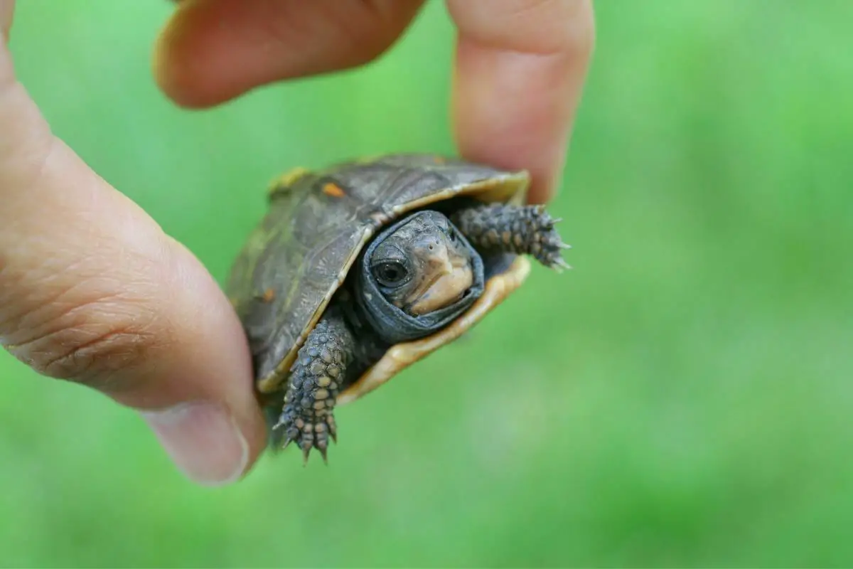 Hand Holding Baby Box Turtle