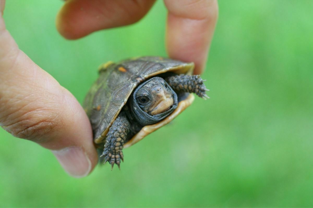 Hand holding baby box turtle