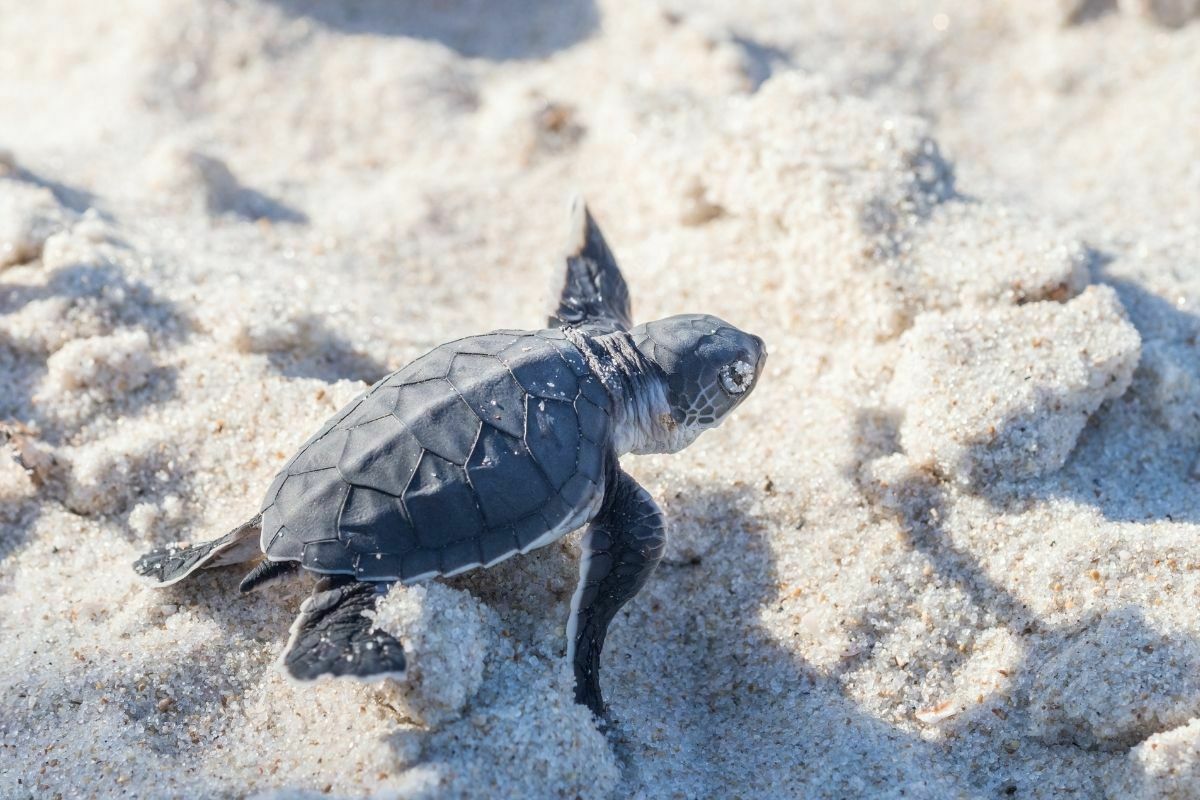 Green baby sea turtle on the beach