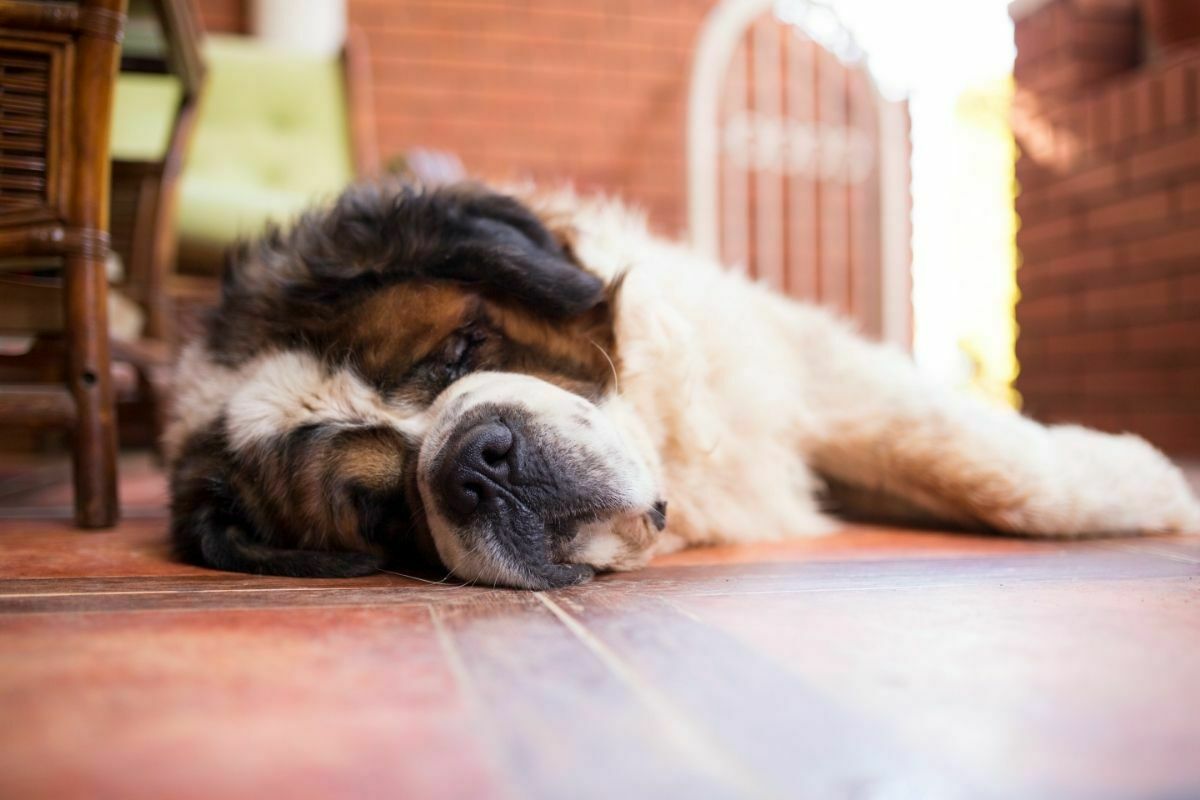 Saint bernard resting