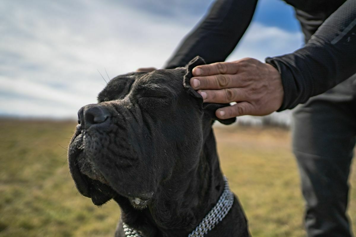 Man rubbing cane corsos ears