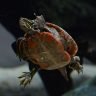 painted turtle swimming