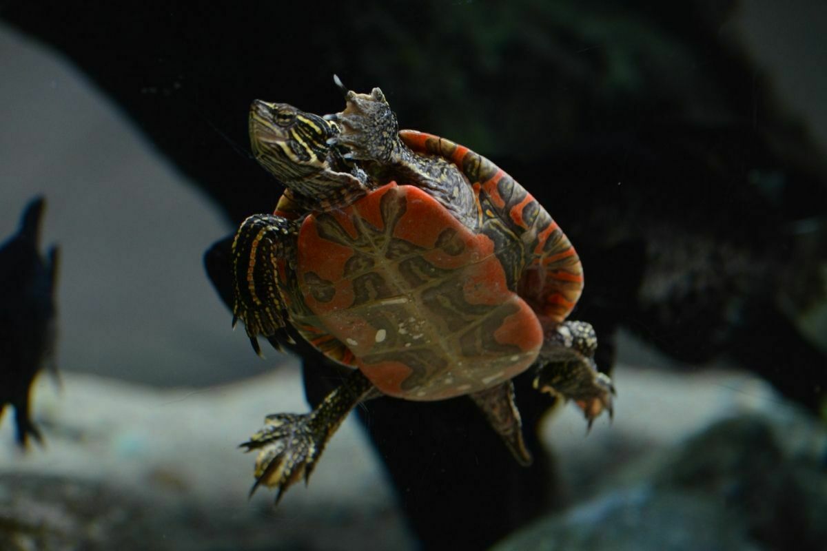 Painted turtle swimming