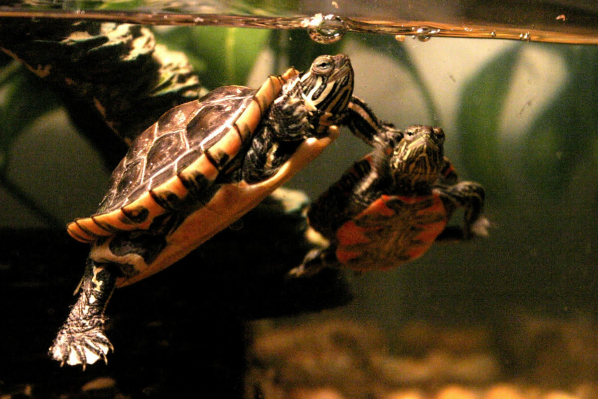 2 painted turtles swimming together in a tank