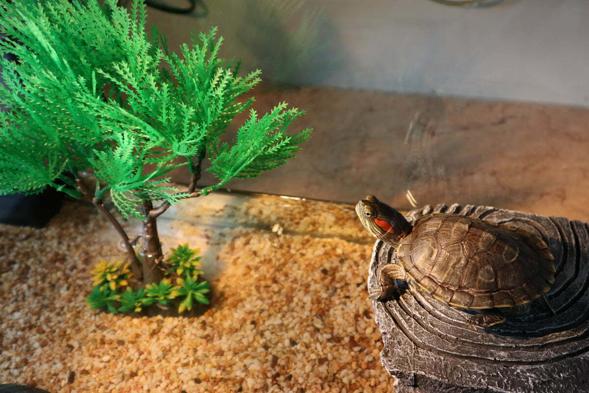 Red eared turtle in an aquarium