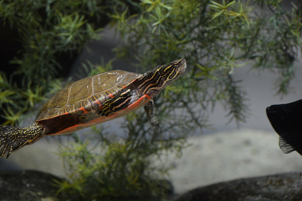 Painted turtle swimming in an aquarium