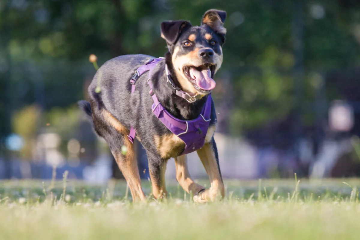 Husky rottweiler mix