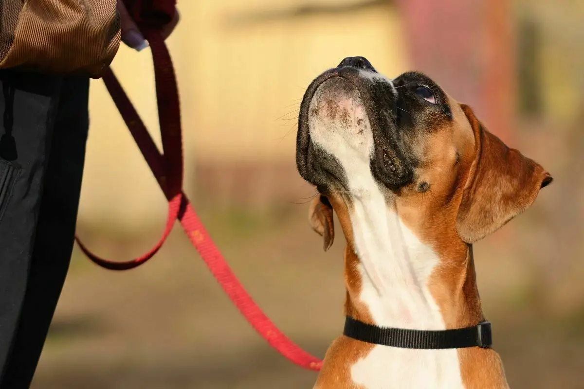 Boxer On A Leash Looking At Owner