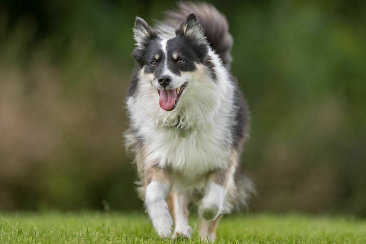 Icelandic sheepdog running around