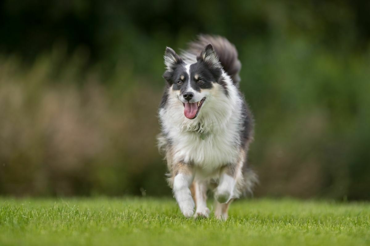 Icelandic sheepdog