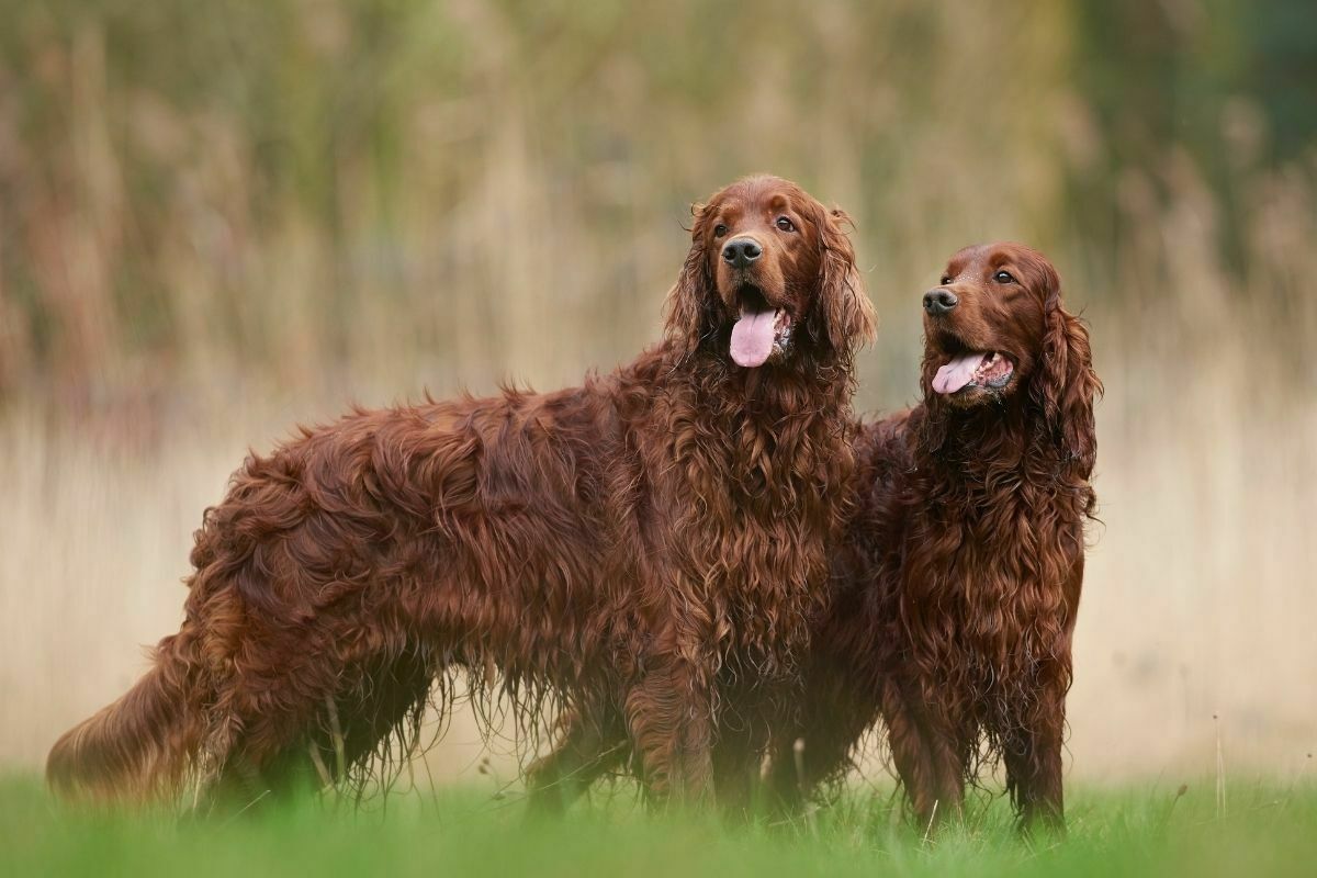 Irish setter standing on a green grass field