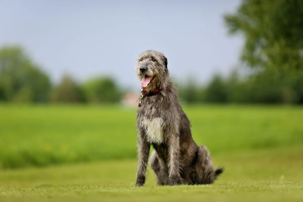 Irish wolfhound breed