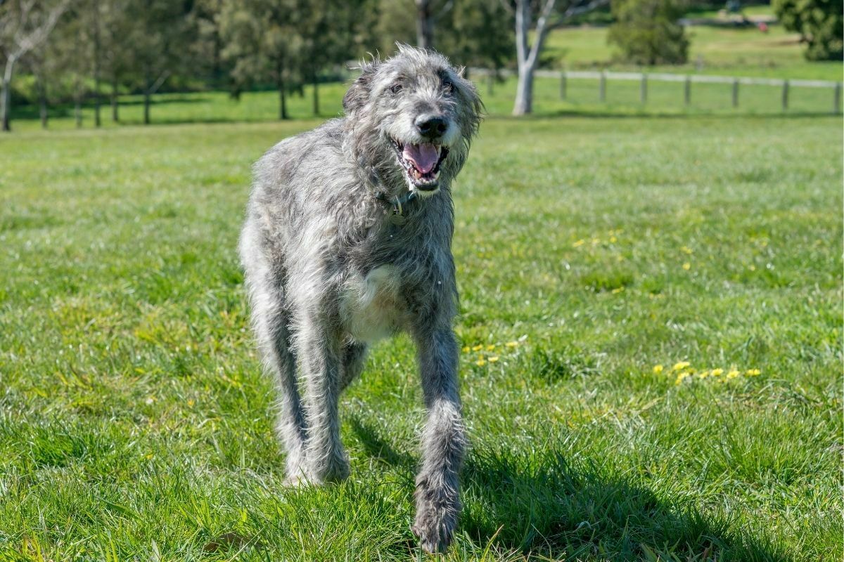 A happy irish wolfhound bounds up a grassed hill in a park