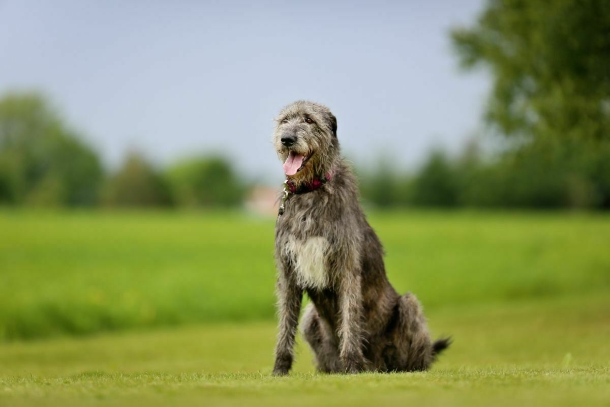 Irish wolfhound dog