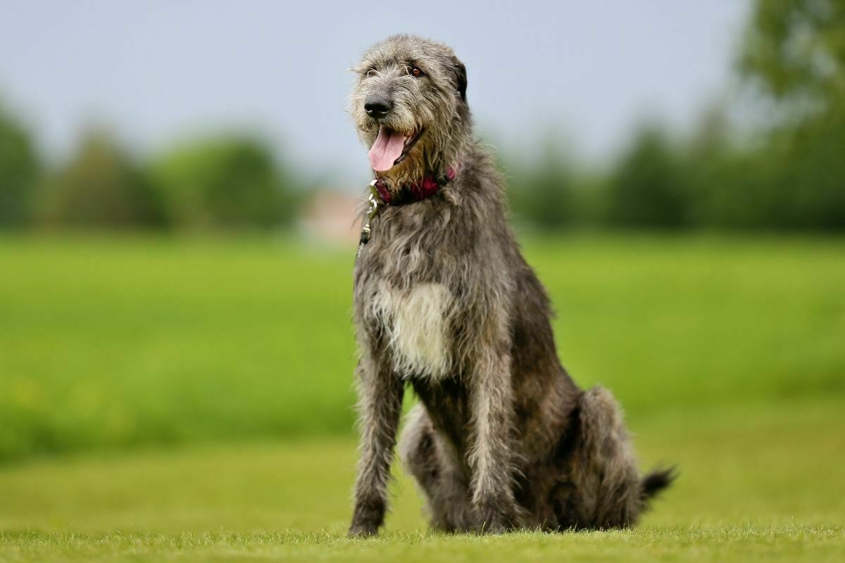 Irish wolfhound (2)
