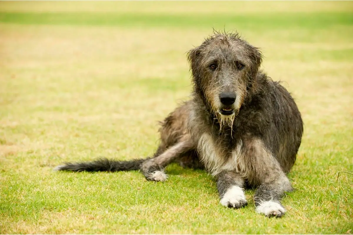 Irish Wolfhound on a grass