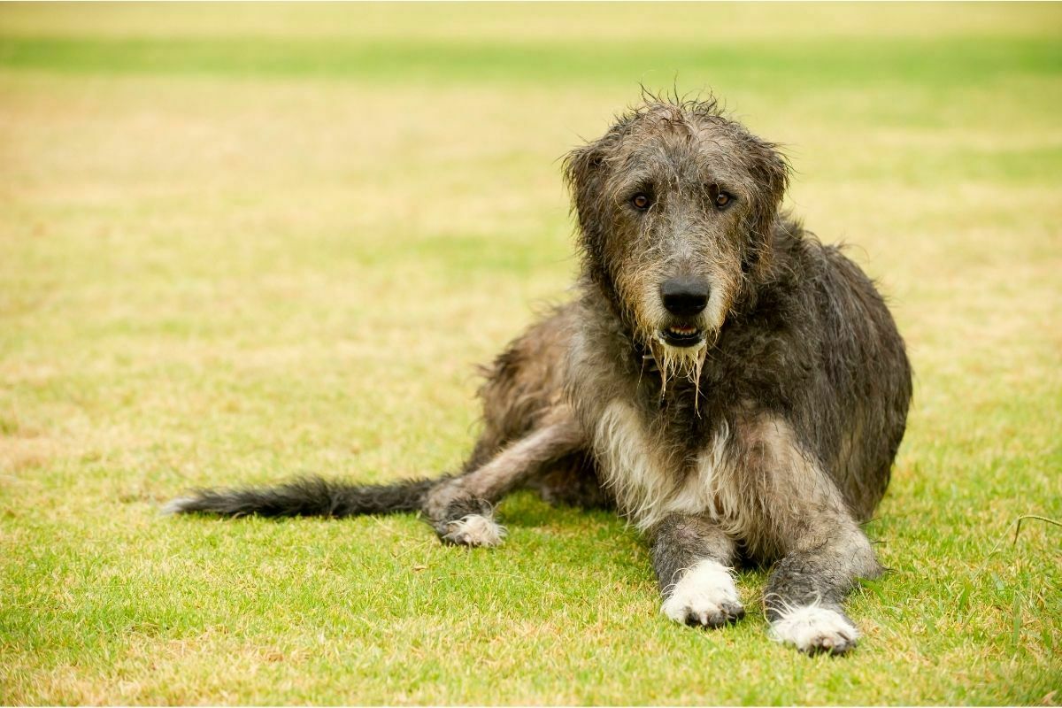 Irish wolfhound on a grass