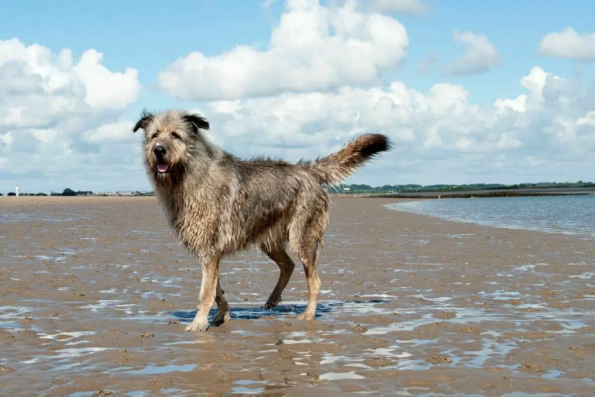 Irish Wolfhound at the beach
