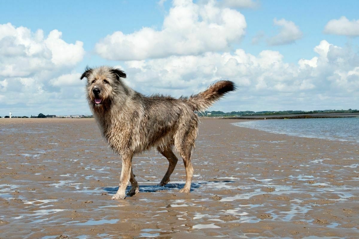 Irish wolfhound at the beach