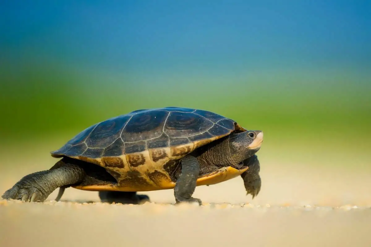 Turtle walking on the sand
