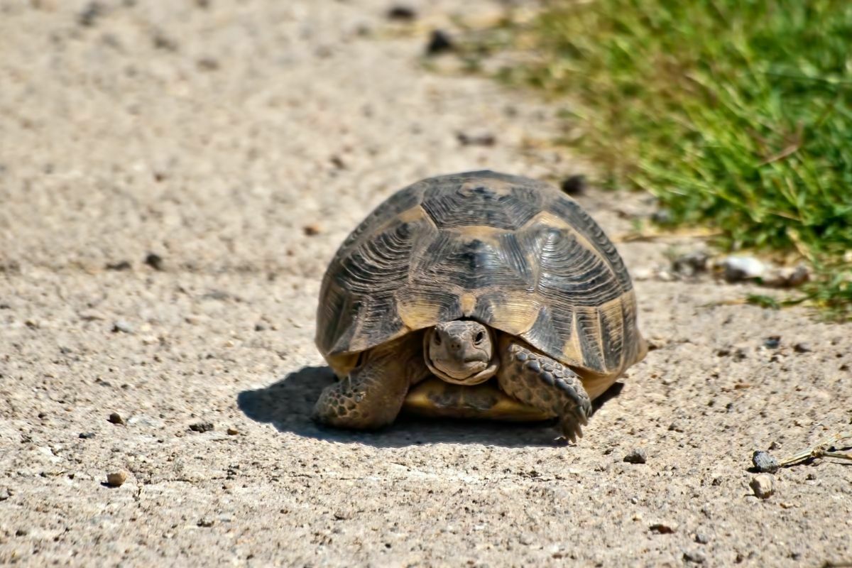 Turtle walking on the road