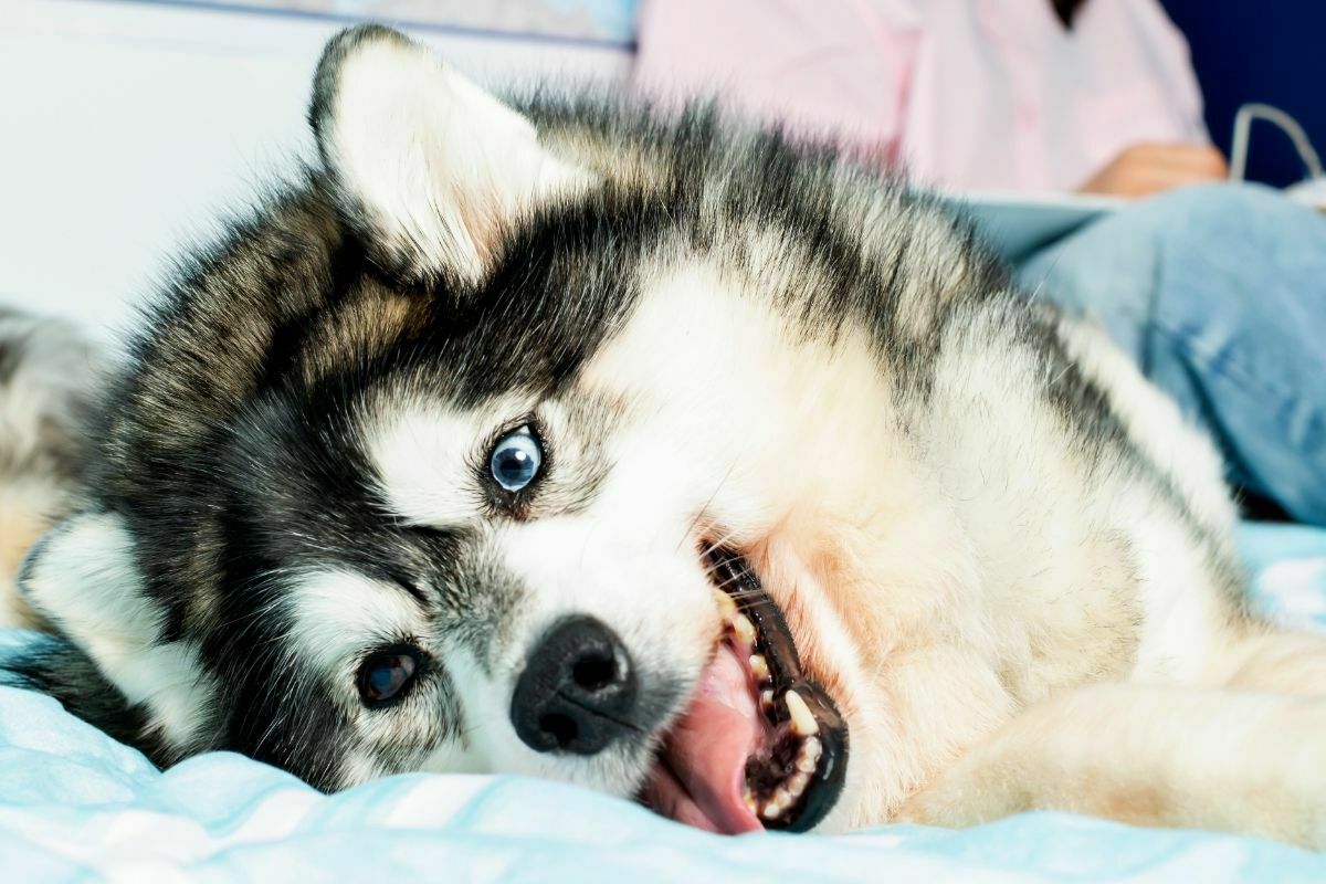 Alaskan Klee Kai lying down on bed with tongue out