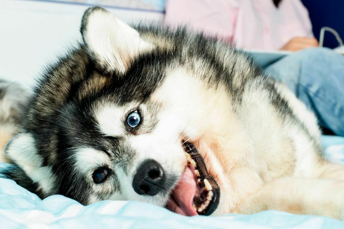 Alaskan klee kai lying down on bed with tongue out