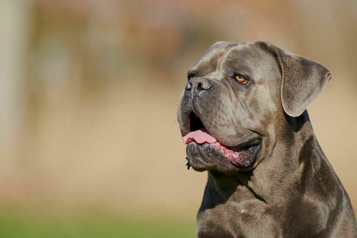 Head picture of a cane corso outside