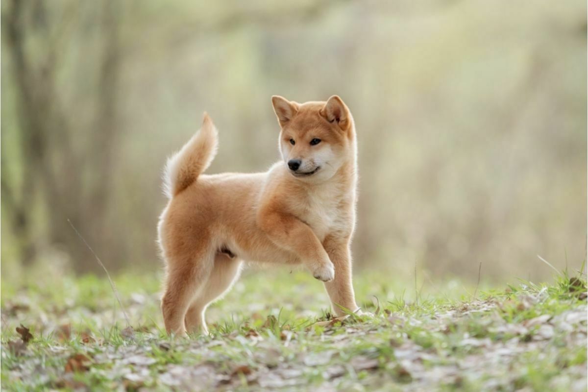 A young shiba inu