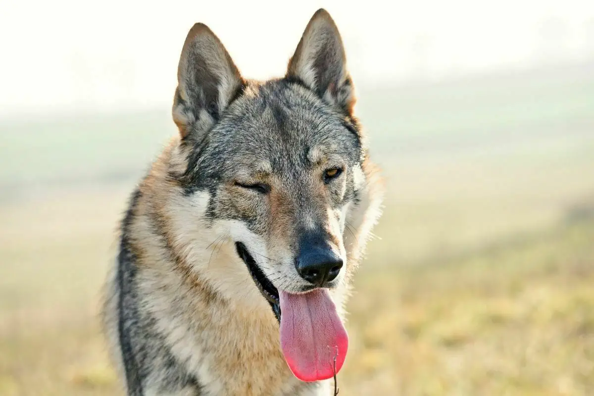 Italian Wolfdog