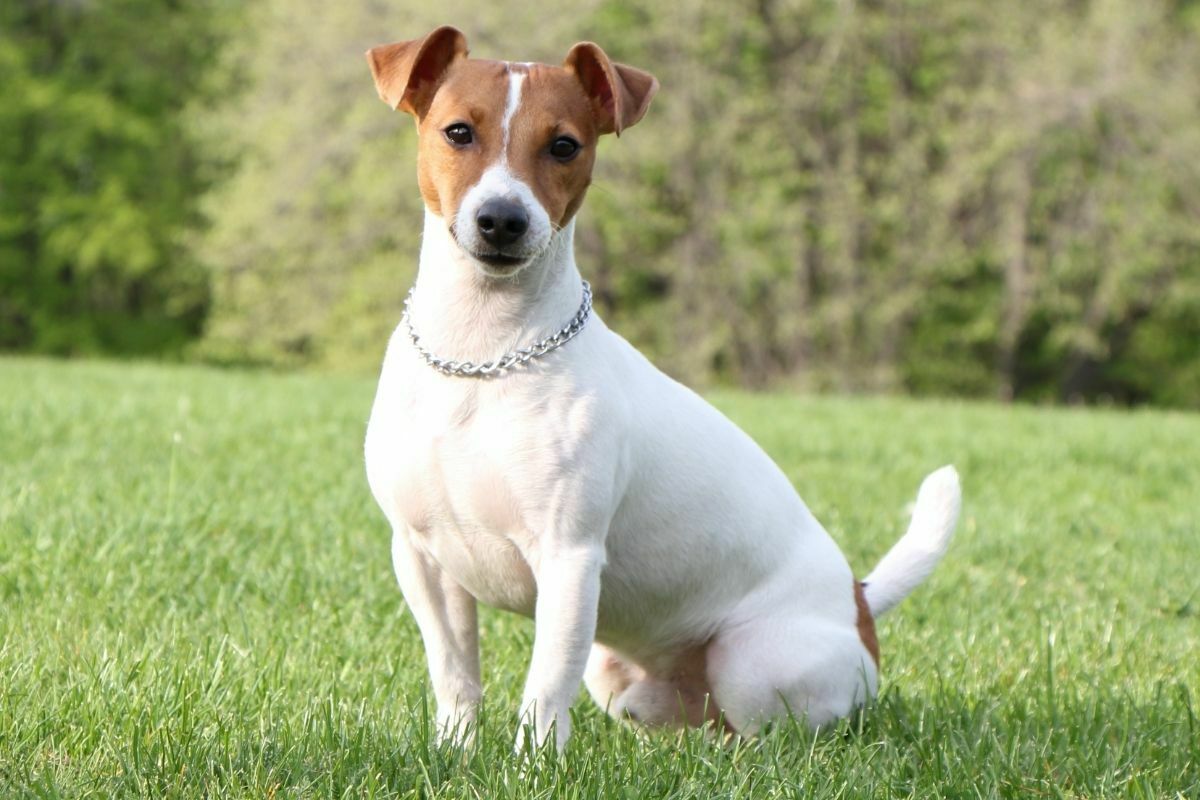 Jack russell terrier