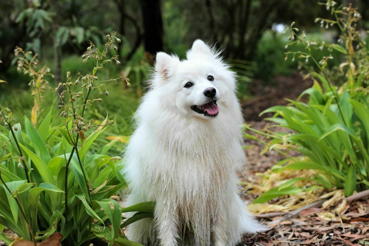 Japanese spitz