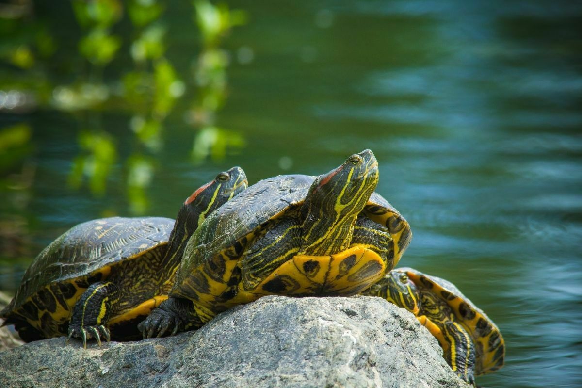 3 red-eared slider turtles on a rock