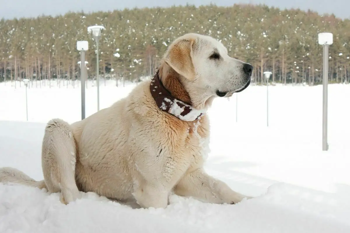 Kangal dog sitting in the snow