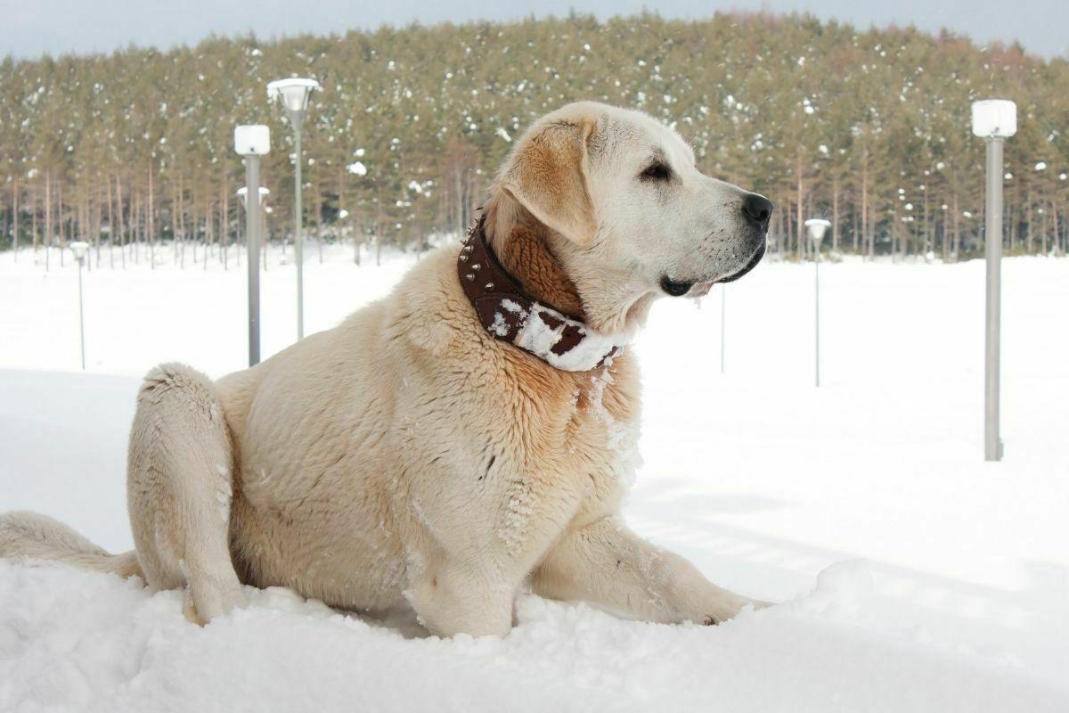 Kangal dog sitting in the snow