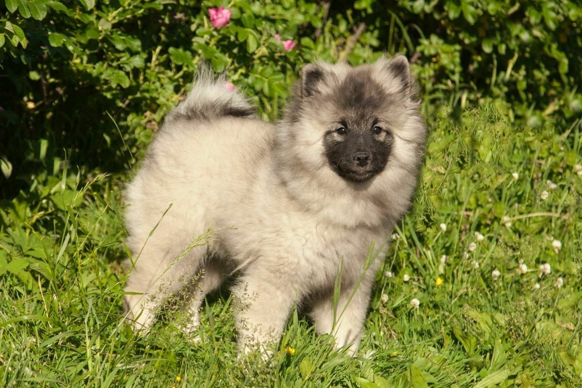 Keeshond (2)