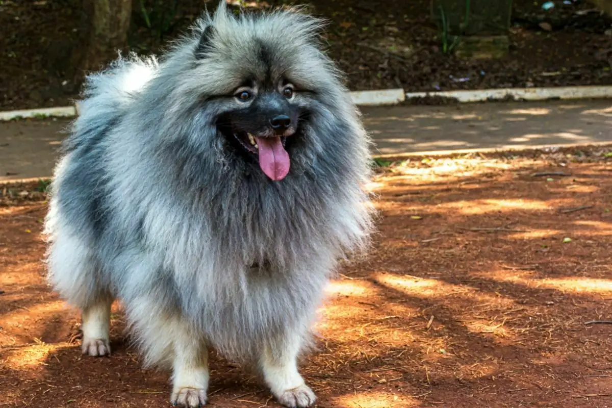 Keeshond in the field