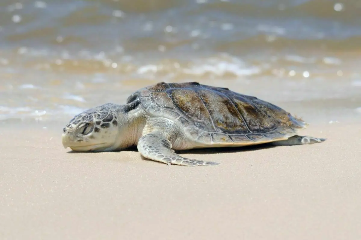 Kemp’s ridley sea turtle on the seashore