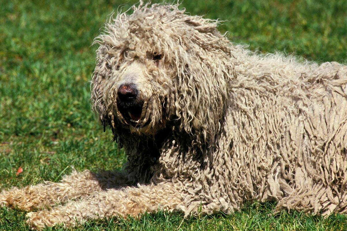 Komondor adult laying on lawn