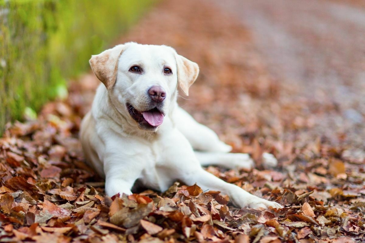 Labrador retriever breed